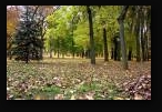 г. Минск, парк им. Горького, осень 2008 г. Опавшие листья.