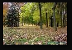 г. Минск, парк им. Горького, осень 2008 г. Опавшие листья.