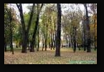 г. Минск, парк им. Горького, осень 2008 г. Парк.