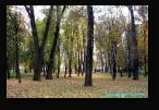 г. Минск, парк им. Горького, осень 2008 г. Парк.
